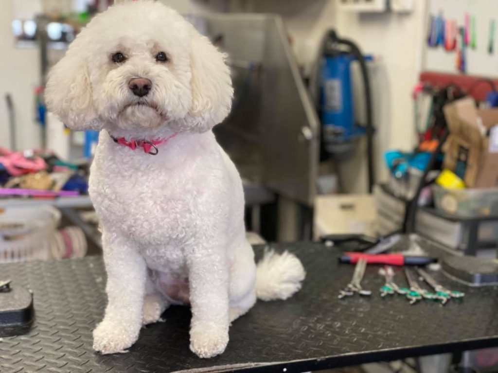 12299988157-Montclair-Pet-Grooming-1.jpeg